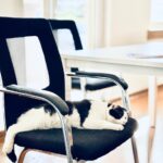 Mesh Chair: The Ultimate Guide to Comfort, Ergonomics, and Smart Seating Choices