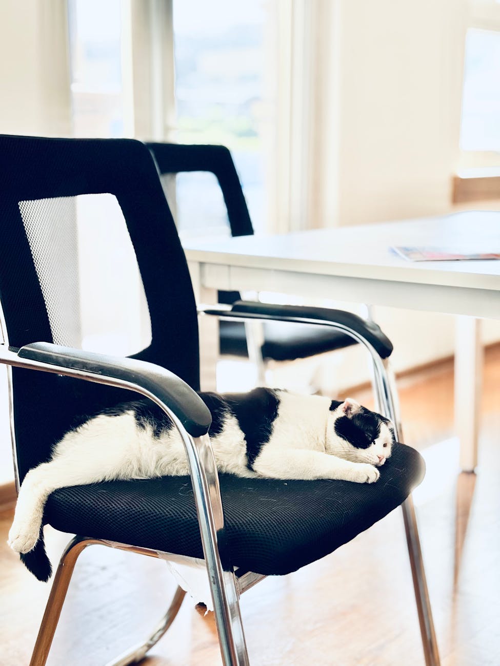 black and white cat sleeping on office chair